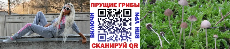 Галлюциногенные грибы Psilocybe  Купить  Звенигово 